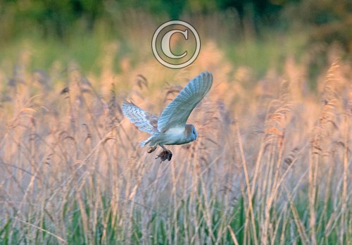 Barn Owl with Prey  DM1757